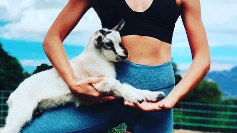 Miniature Goat Yoga