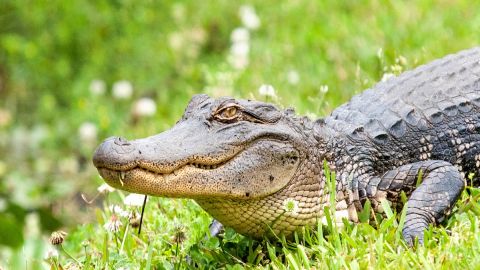Swamp Boat Cruise with Transportation from New Orleans