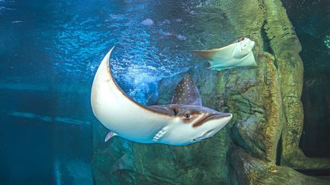 Ripley's Aquarium +2 Attractions Combo Pass