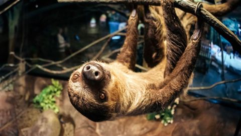 Ripley's Aquarium Day Pass