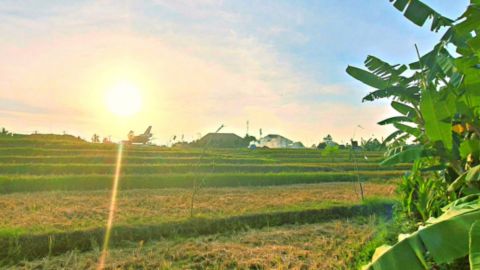 Bali's Hidden Rice Terraces Trek Experience