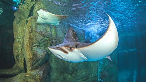 Ripley's Aquarium of the Smokies Day Pass