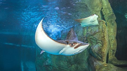 Ripley's Aquarium of the Smokies Day Pass