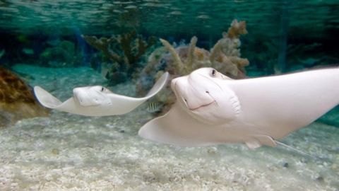 Standard Admission to SEA LIFE Orlando