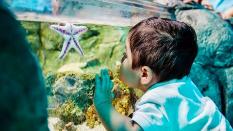Tickets to SEA LIFE Arizona Aquarium