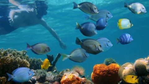 Afternoon Reef Snorkeling Tour