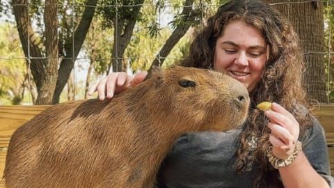 Capybara Encounter at the Wild Florida Gator Park