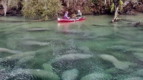 Manatee Encounter Kayak Tour