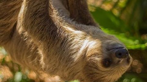 Two-Toed Sloth Encounter at the Wild Florida Gator Park