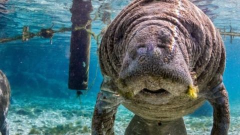 Dolphin and Manatee Kayak Tour