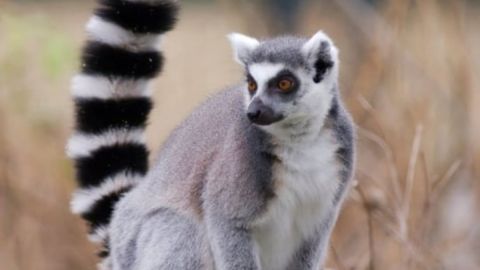 Ring-Tailed Lemur Encounter at the Wild Florida Gator Park