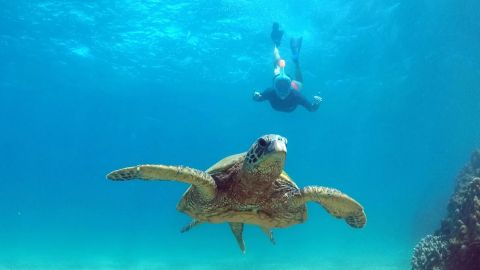 Auntie Snorkel West Maui Rental Shop