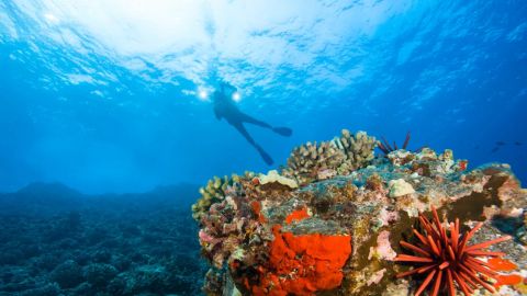 Molokini and Turtle Town Snorkel Adventure