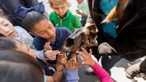 La Brea Tar Pits Museum