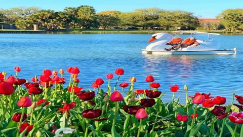 Los Angeles Echo Park: Swan Boats Rental