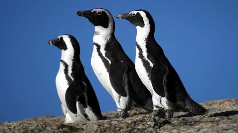 Table Mountain & Cape Point: Small-Group Tour