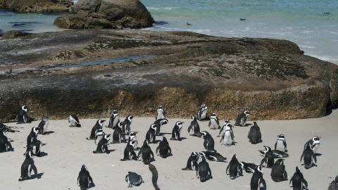 Cape Town: Cape Peninsula & Boulders Beach Tour