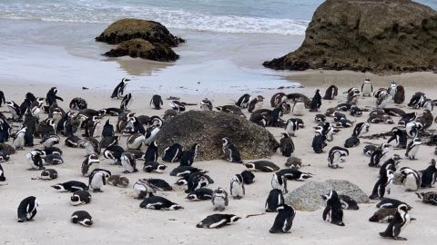 Cape Point & Boulders Beach Private Tour with Penguin Encounter