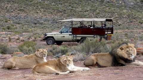 Aquila Game Reserve Safari: Includes Park Fees, Transport & Lunch