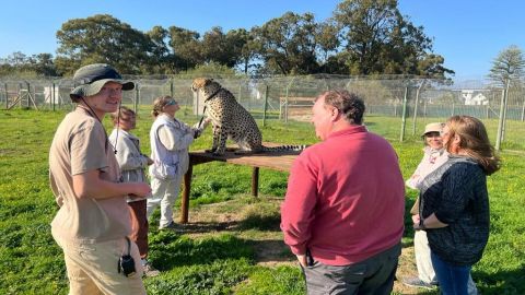 Cape Winelands Wine Tour & Cheetah Outreach Visit