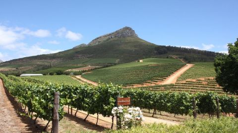 Stellenbosch & Franschhoek: Wine Tasting + Roundtrip Transfer From Cape Town