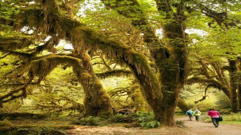 Olympic National Park: All-Inclusive Small Group Day Trip from Seattle