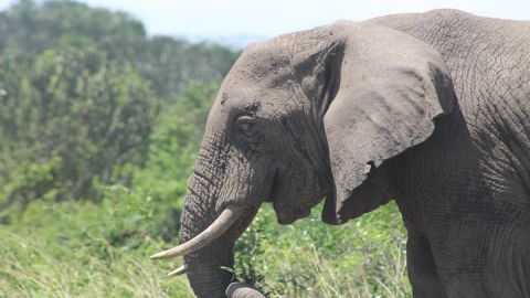 5-Day Big 5 Kidepo valley National Park Safari