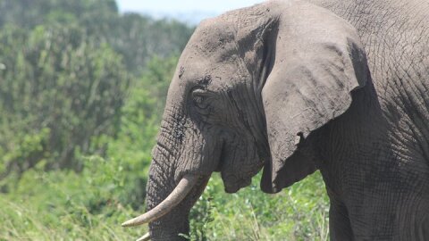 5-Day Big 5 Kidepo valley National Park Safari