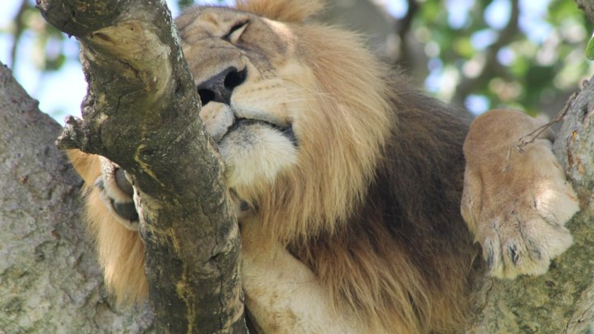 5-Day Big 5 Kidepo valley National Park Safari