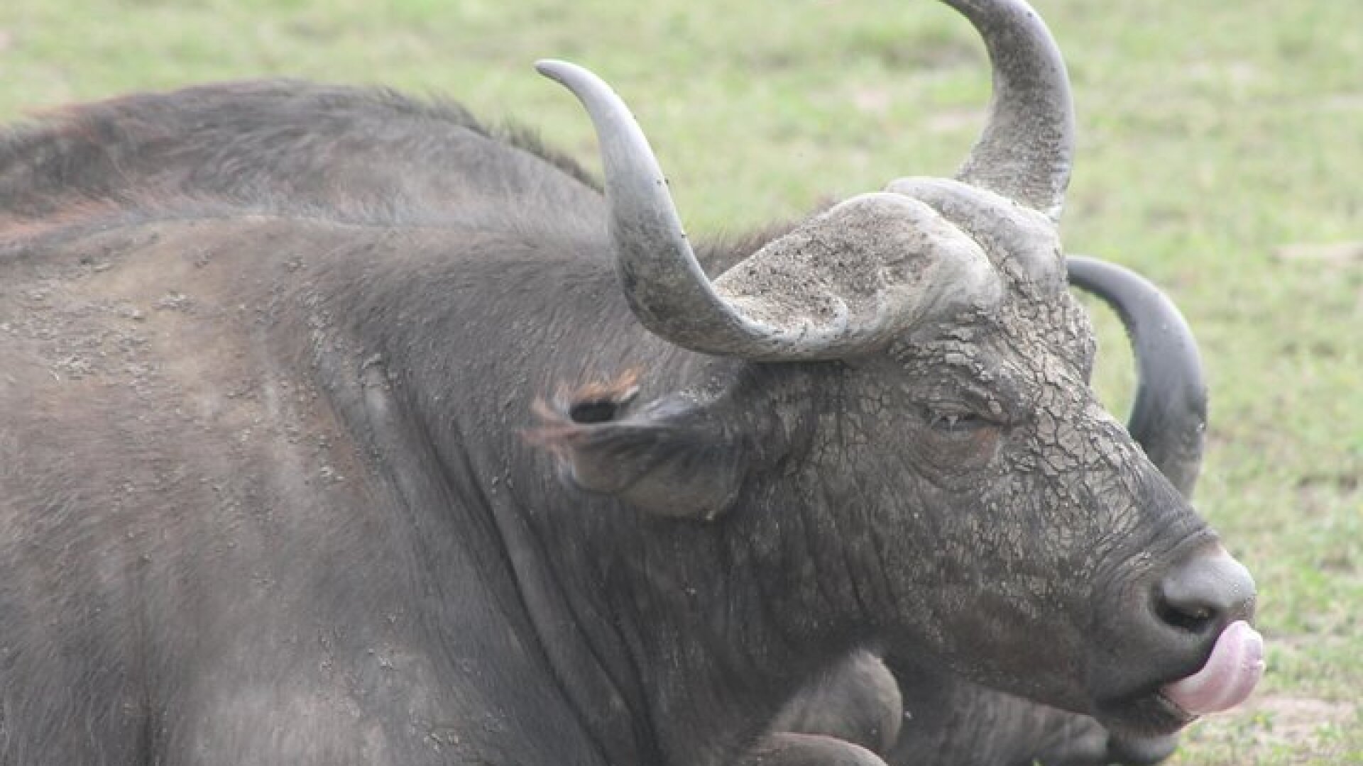 5-Day Big 5 Kidepo valley National Park Safari