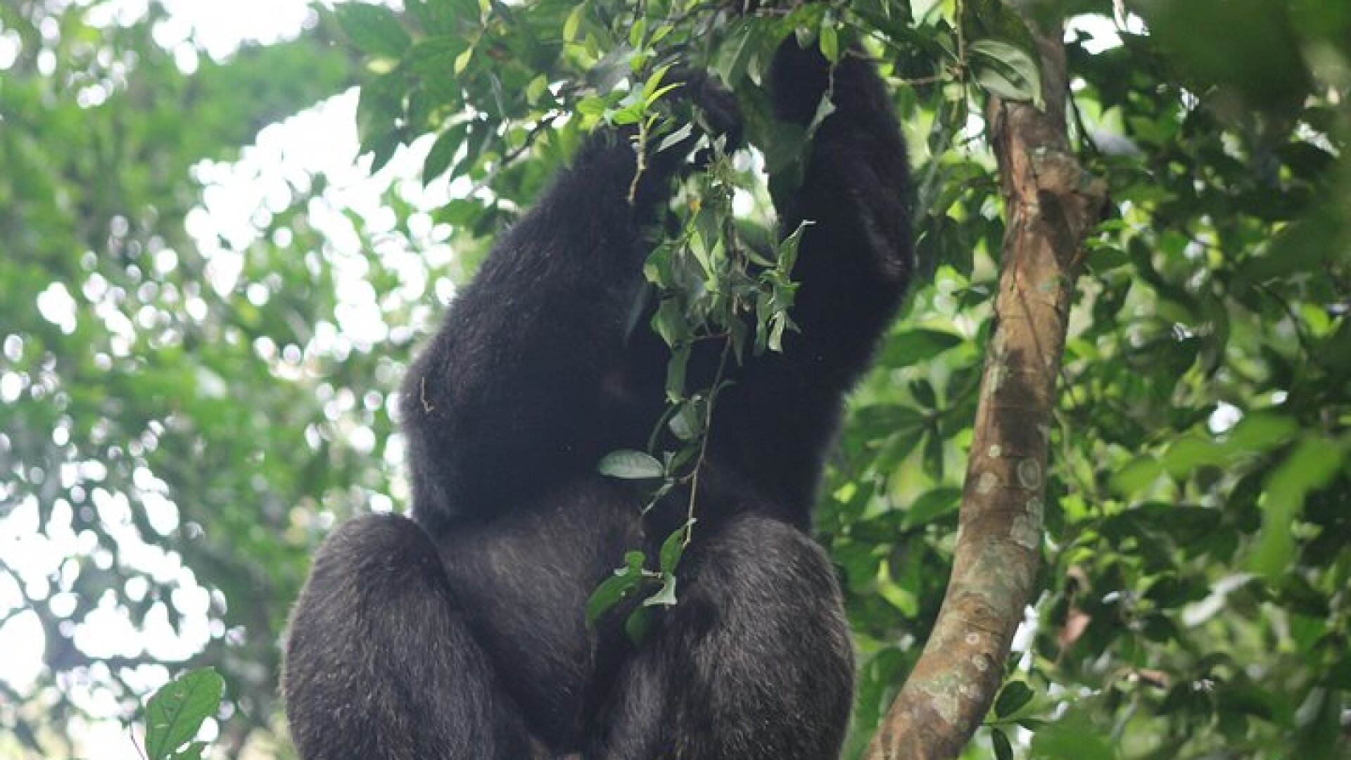 5-Day Big 5 Kidepo valley National Park Safari