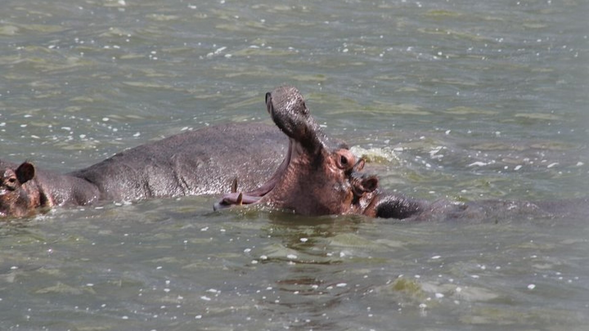5-Day Big 5 Kidepo valley National Park Safari