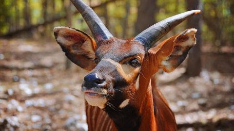 Beavers Bend Safari Park - General Admission