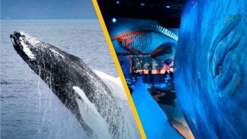 Whale Watching & Whales of Iceland Exhibition