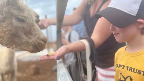 Alpaca Farm Tour