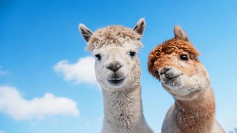 Maui Dragon Fruit Farm Alpaca Tour