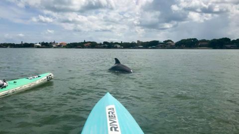 Dolphin Tour