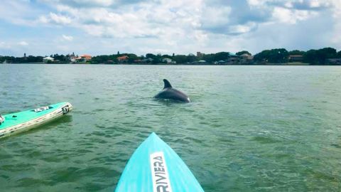 Dolphin Tour