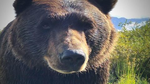 11 am Wilderness, Wildlife, Glacier Experience from Anchorage