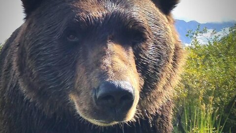 Wilderness, Wildlife, Glacier Experience from Anchorage