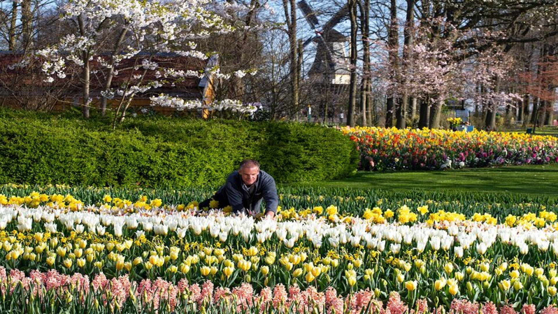 Amsterdam: Keukenhof Entry & Shuttle Bus with Flexible Return