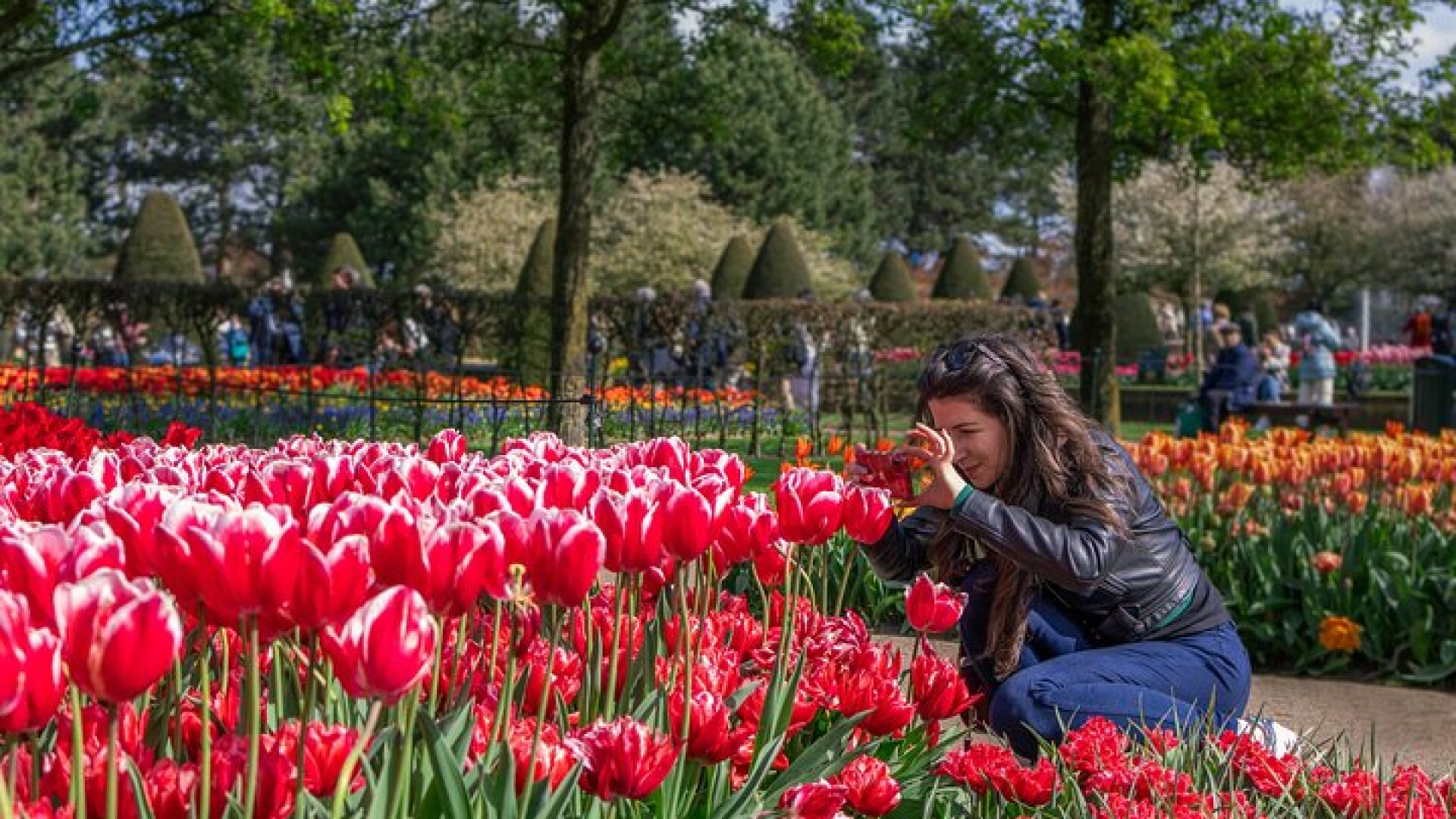 Amsterdam: Keukenhof Entry & Shuttle Bus with Flexible Return