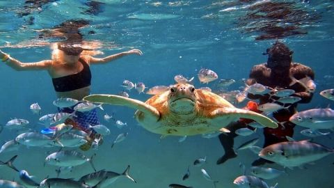 Harbour Lights - Chair & Turtle & Shipwreck Snorkel Tour