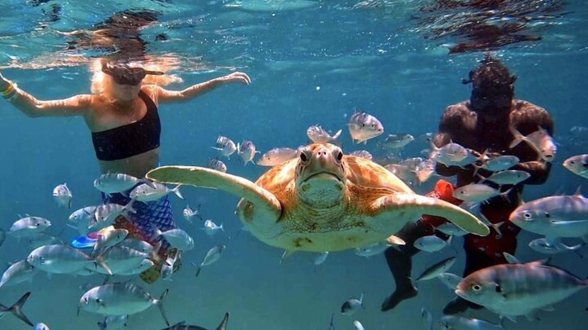Harbour Lights-Chair &Turtle Shipwreck Snorkel Tour(10:30-1:30pm)