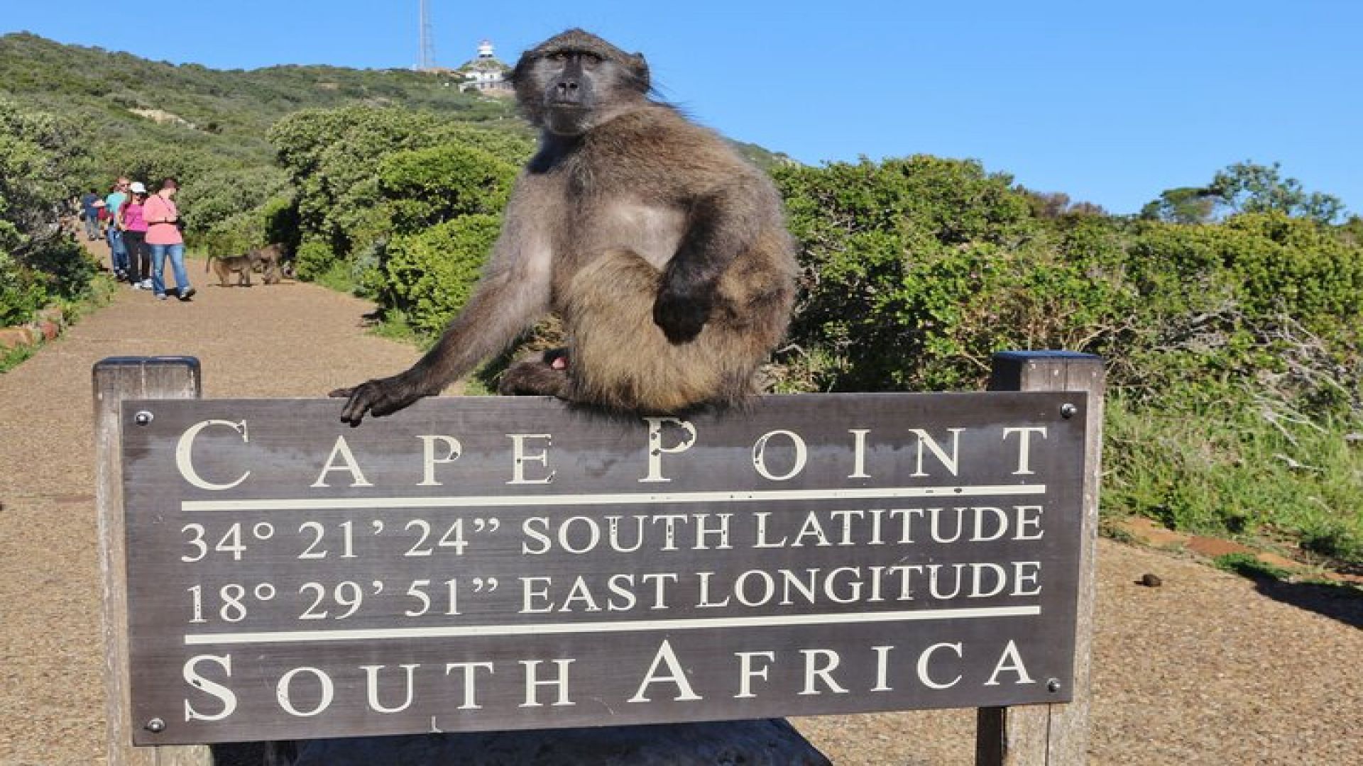 Table Mountain, Penguins & Cape Point Small Group Tour Cape Town