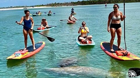 Dolphin and Manatee Stand Up Paddleboard Tour in Daytona Beach