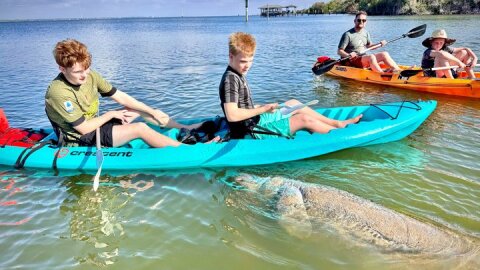 Dolphin and Manatee Kayak Tour of Daytona Beach