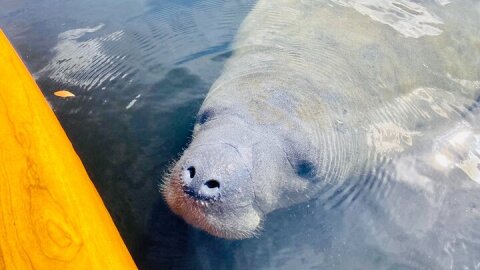 Orlando Manatee and Natural Spring Adventure Tour at Blue Springs