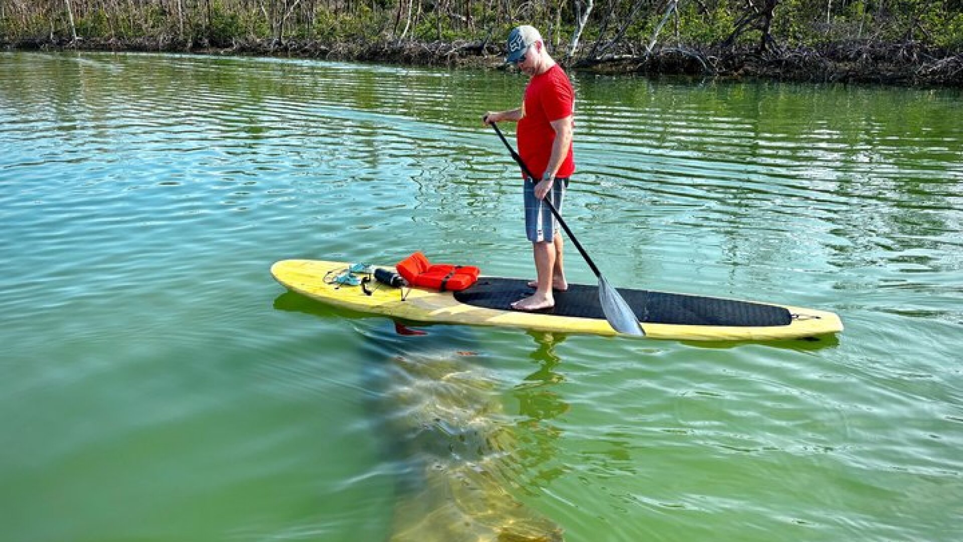 Dolphin and Manatee Stand Up Paddleboard Tour in Daytona Beach
