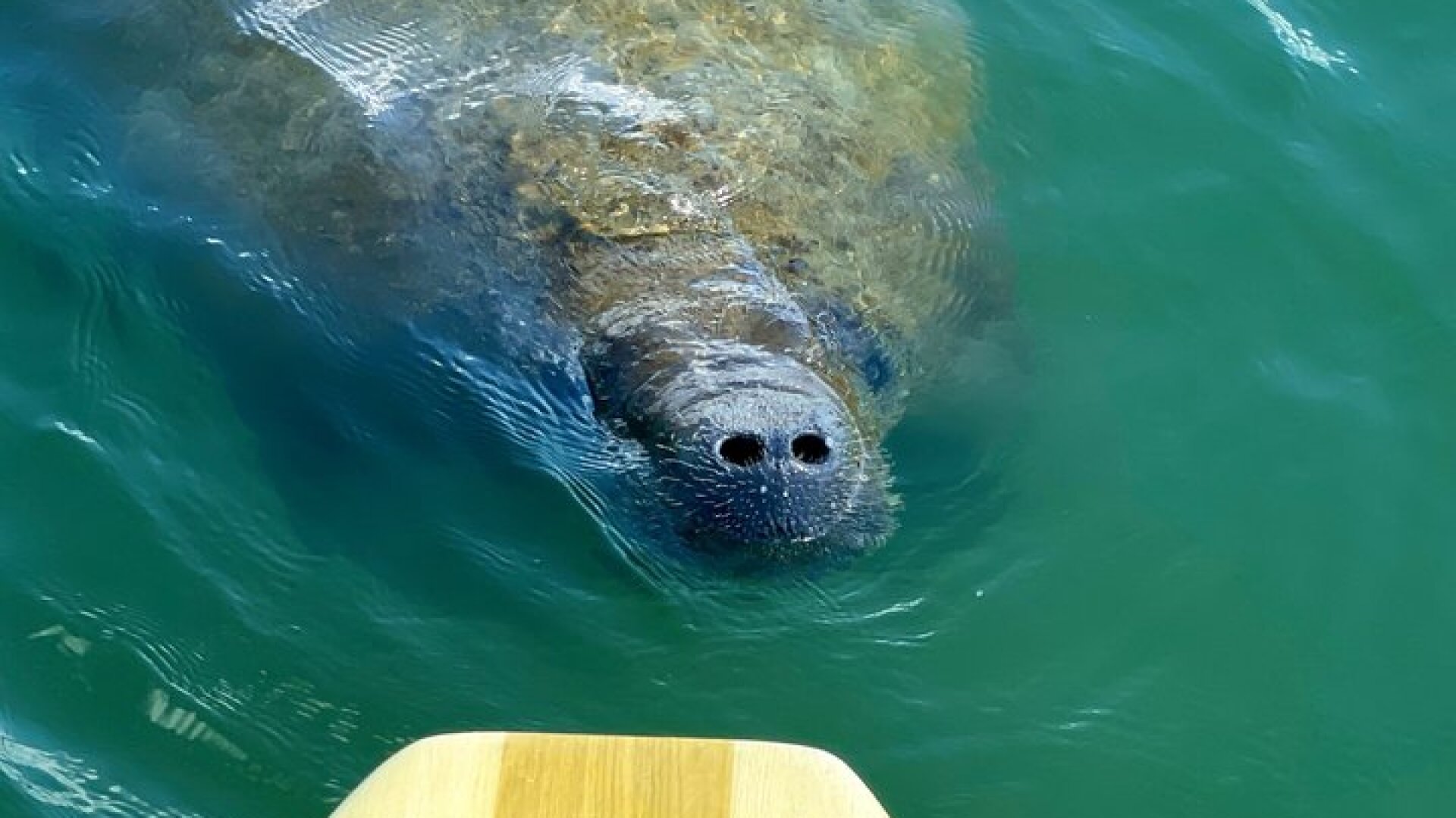 Dolphin and Manatee Stand Up Paddleboard Tour in Daytona Beach